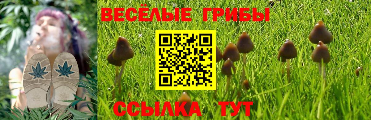 Псилоцибиновые грибы Psilocybine cubensis  Вход с VPN  Псилоцибиновые грибы мицелий  Гусь-Хрустальный 